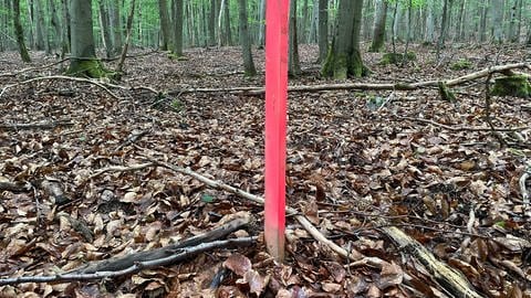Ein roter Pfahl - mitten im Nationalpark Hunsrück-Hochwald -  markiert die Stelle, an der in Leisel ein Brunnen zur Mineralwassenentnahme gebaut werden könnte. 