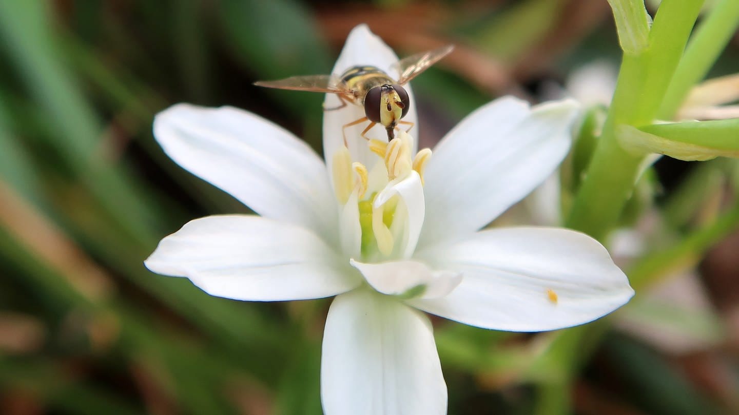 Biene sitzt auf weißer Blüte (Foto: SWR, Antje Neufing)