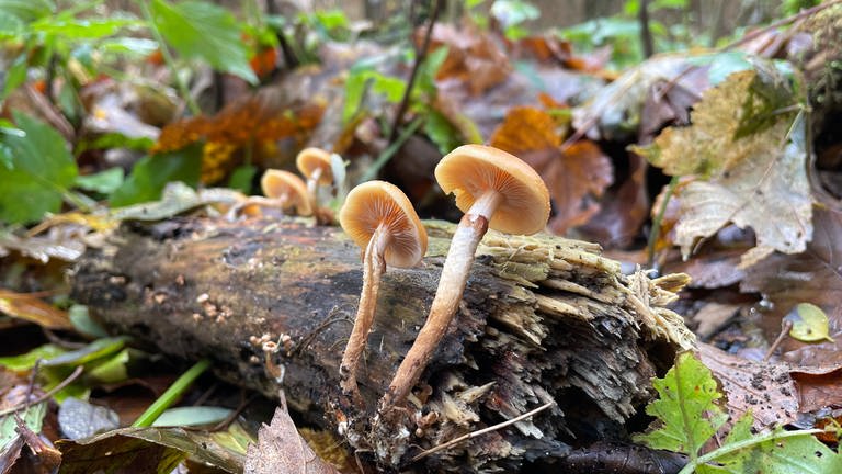 Ein Pilz der Gattung der Stockschwämmchen. (Foto: SWR)