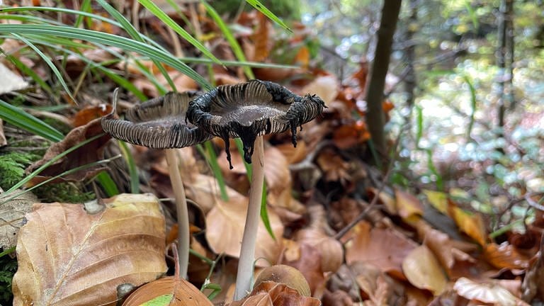 Ein Pilz der Gattung der Tintlinge (Foto: SWR)