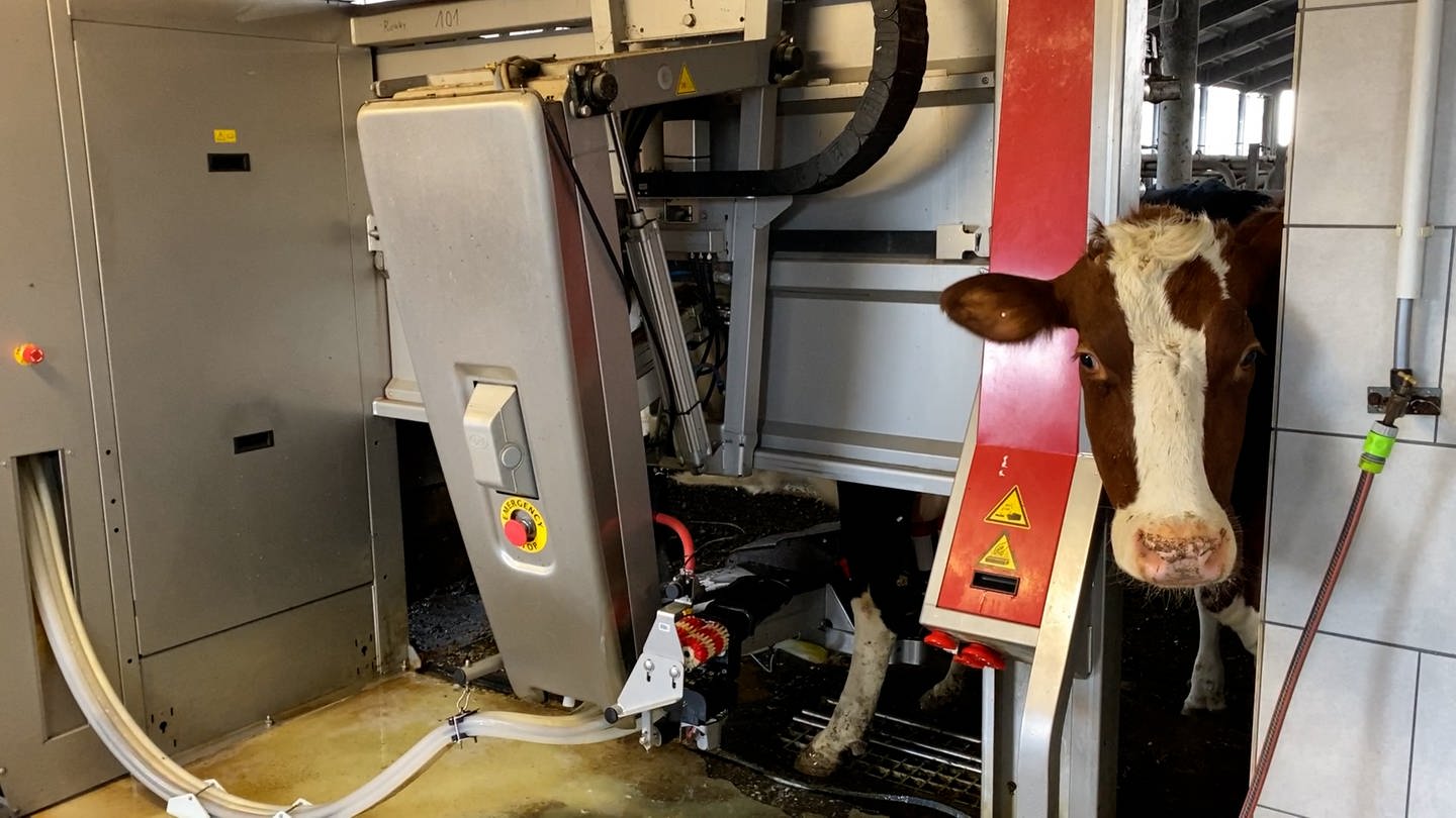 Kuh wird automatisch durch die von der Photovoltaikanlage betriebene Maschine gemolken. (Foto: SWR, Anna-Carina Blessmann)