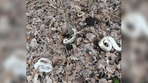 Pythons erforen in Konz-Niedermennig gefunden. (Foto: SWR)