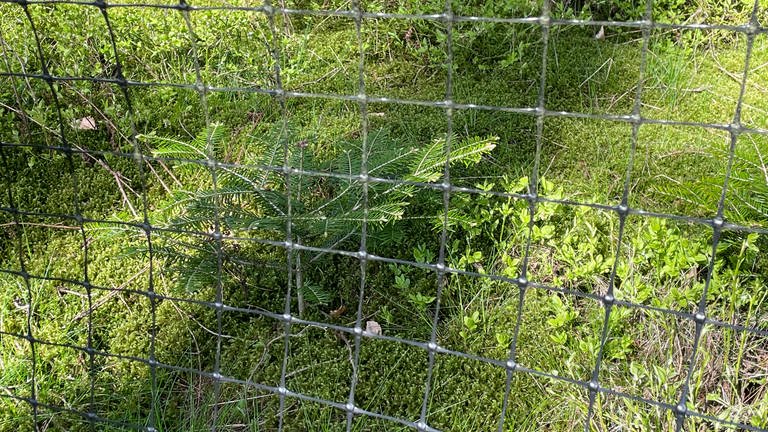 Kahlflächen im Hochwald werden neu bepflanzt