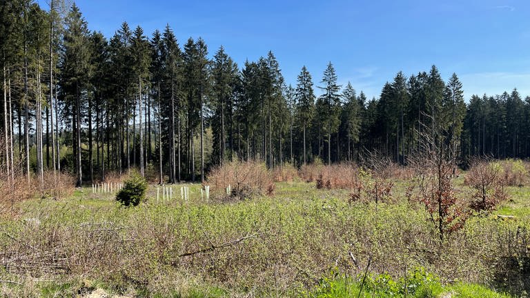 Auf Kahlflächen im Hochwald entsteht langsam neuer Wald (Foto: SWR)