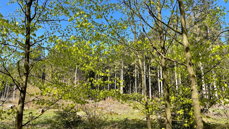 Auf Kahlflächen im Hochwald wachsen neue Bäume wie junge Buchen
