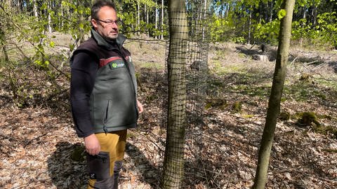 Förster Joachim Haupert schützt junge Bäume vor Wildtieren. 