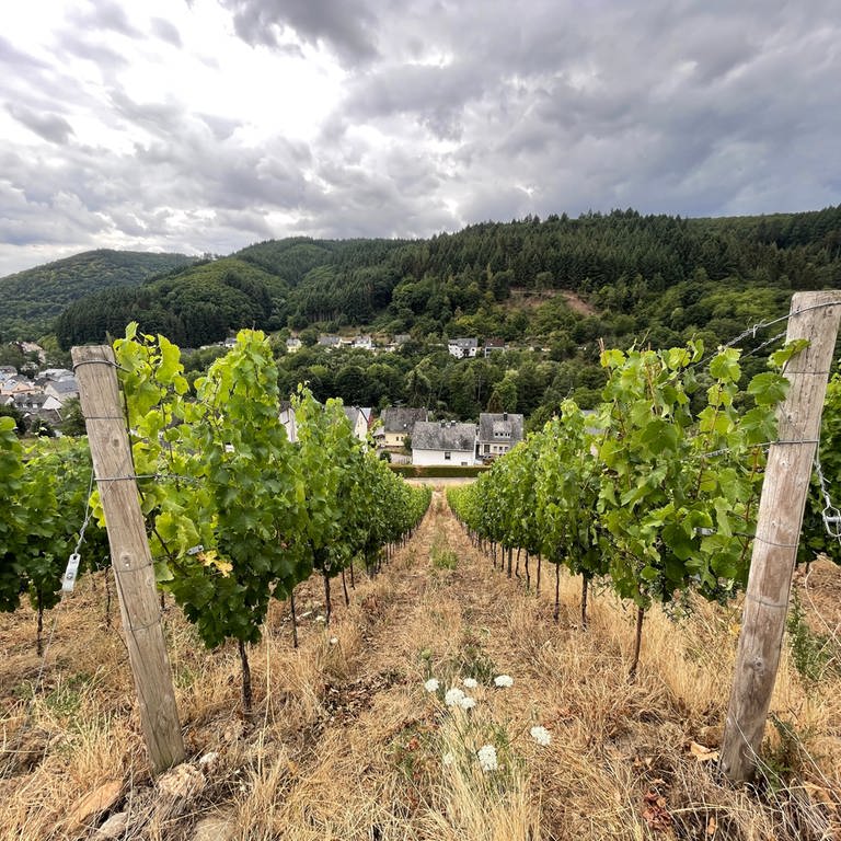 Auch der Weinbau im Ruwertal (Kreis Trier-Saarburg) ist vom Klimawandel betroffen. Die Schieferböden können das Wasser kaum speichern. Neue Bewässerungstechniken sind nötig. 