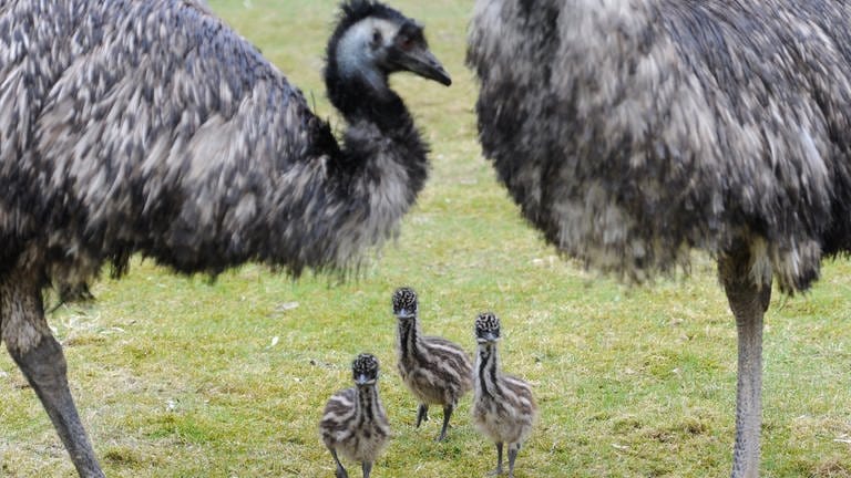 Drei Emu-Küken und zwei erwachsene Emus auf einer grünen Wiese. (Foto: dpa Bildfunk, picture alliance / dpa | Britta Pedersen)
