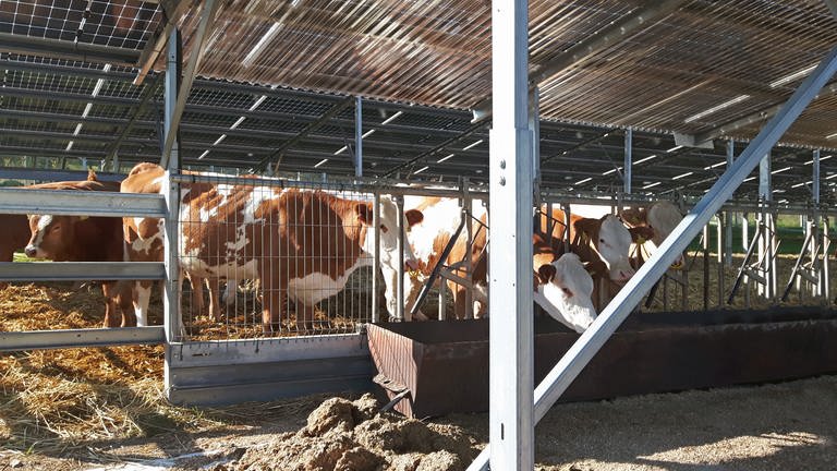 Agri-Solar mit PV-Anlage in der Landwirtschaft (Foto: Susanne Hakenjos)
