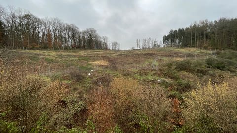 In der Nähe von Dudeldorf wird derzeit eine gewaltige Waldfläche aufgeforstet - mit Spendengeld.  (Foto: SWR, Christian Altmayer )