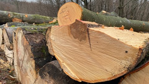 GPS-Tracker sollen im Hunsrück helfen Holzdiebstahl zu vermeiden (Foto: SWR, Ludger Peters)