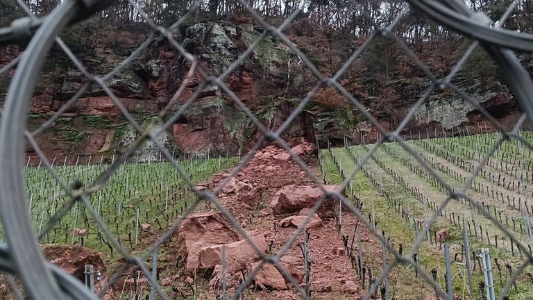Brocken vom "Roten Felsen" sind durch einen Weinberg der Lage "Trierer Augenscheiner" gerollt.  (Foto: Agentur SIKO)