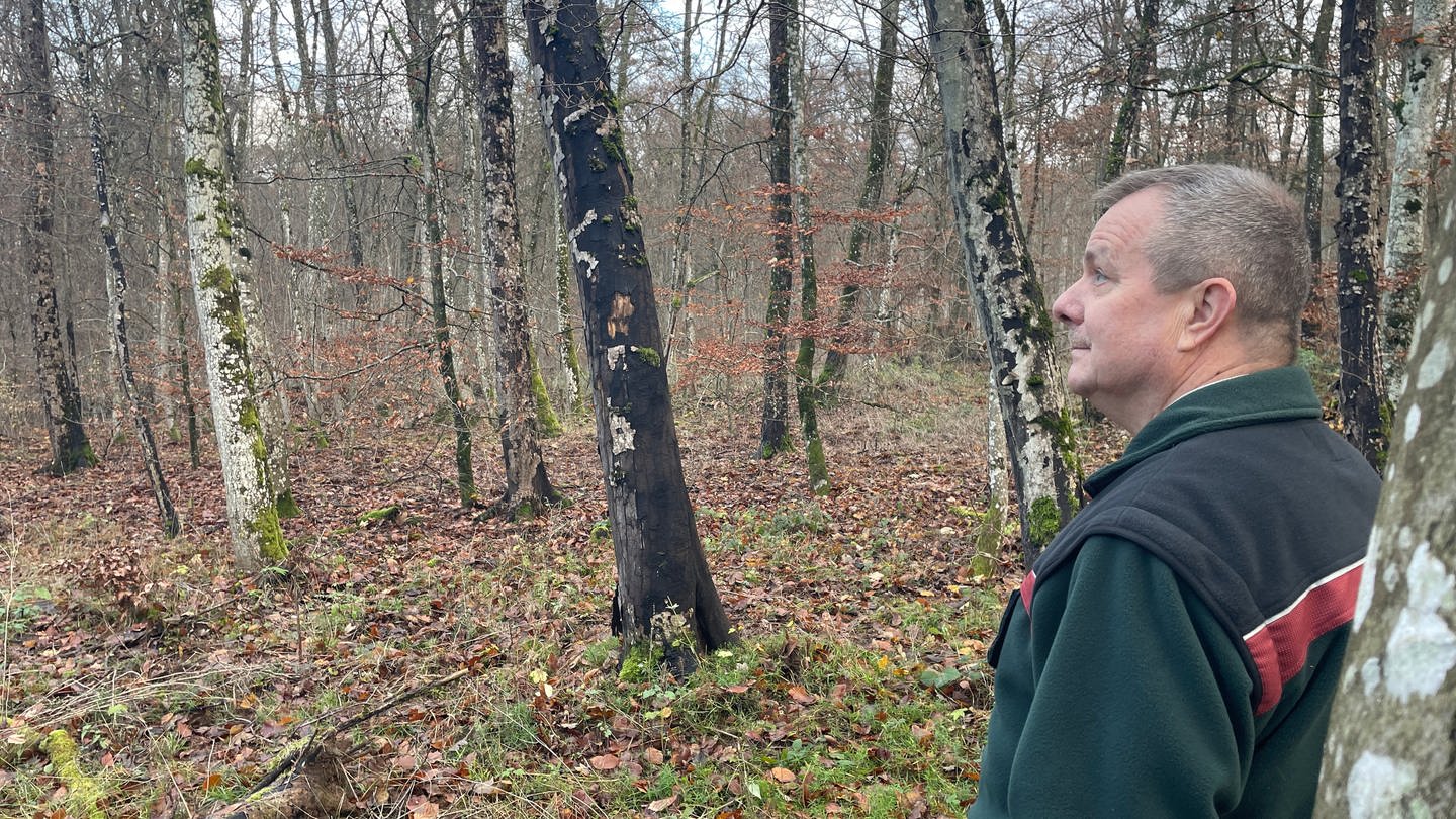 Überall schwarze Ahornbäume: Die Ausbreitung des Rußrindenpilzes macht Förster Alois Meyer Sorgen. (Foto: SWR, Christian Altmayer)