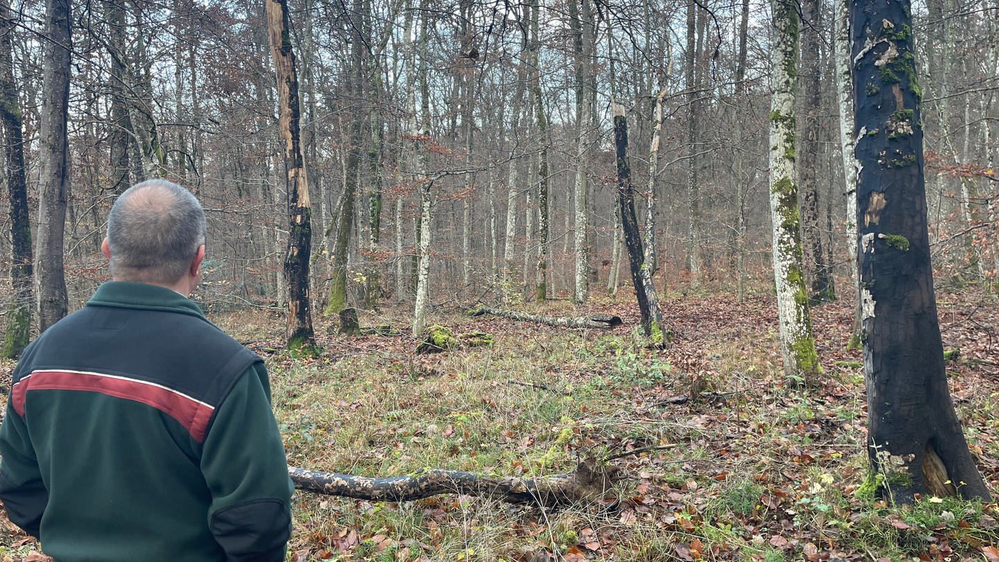 Überall schwarze Ahornbäume: Die Ausbreitung des Rußrindenpilzes macht Förster Alois Meyer Sorgen. (Foto: SWR, Christian Altmayer)