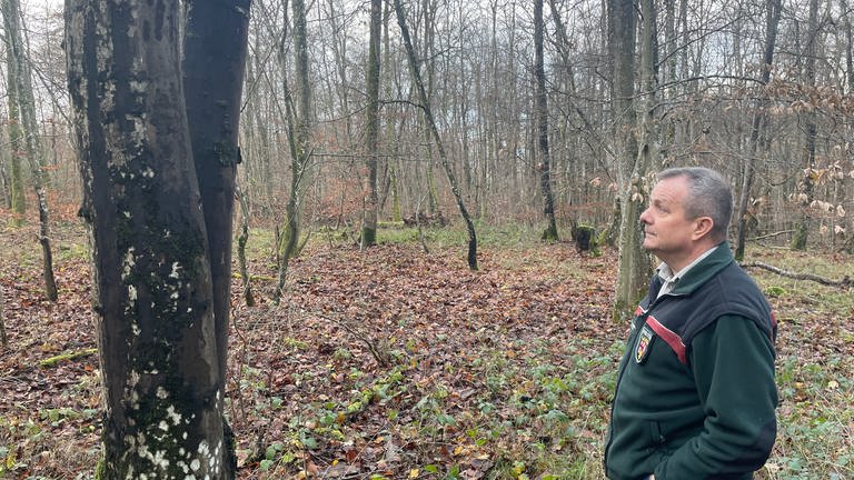 Überall schwarze Ahornbäume: Die Ausbreitung des Rußrindenpilzes macht Förster Alois Meyer Sorgen.  (Foto: SWR, Christian Altmayer )