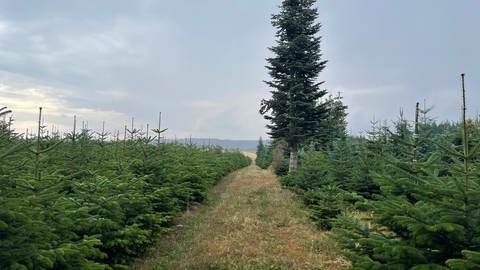 Landwirt Helmut Kohl hat fast die Hälfte seiner frisch gepflanzten Weihnachtsbäume an die Trockenheit verloren.  (Foto: SWR, Christian Altmayer )