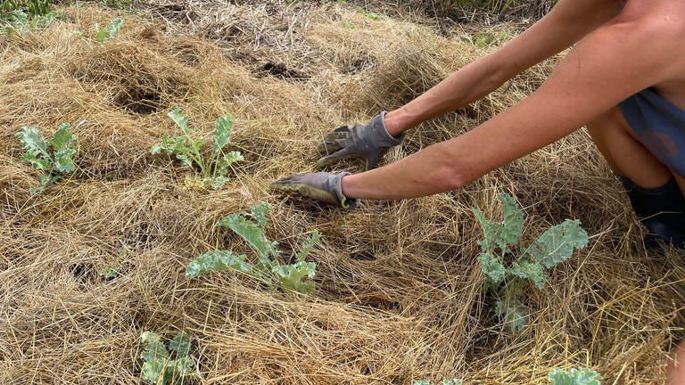 Am effektivsten schützt man den Boden vor dem Austrocknen mit einer dicken Mulchdecke. Dafür kann man Heu, Stroh, getrockneten Rasenschnitt oder Kompost nehmen. Unter der Mulchdecke bleibt der Boden kühl und länger feucht.
