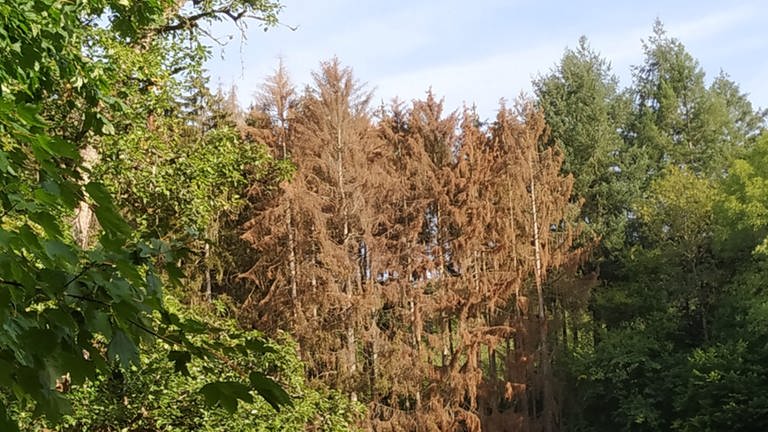 Bäume im Wald leiden unter Hitze und Trockenheit in der Region Trier. (Foto: Jürgen Weis)