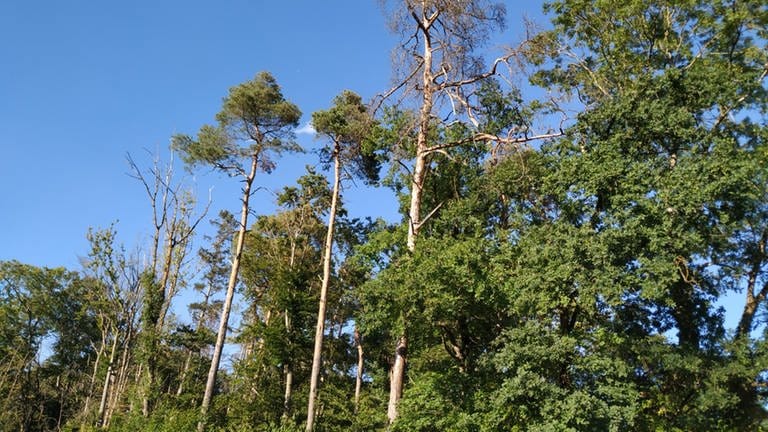 Bäume im Wald leiden unter Hitze und Trockenheit in der Region Trier. (Foto: Jürgen Weis)
