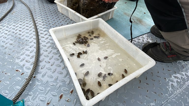 Die Muscheln ernähren sich, indem sie das Wasser der Mosel durch ihren Körper spülen, dabei filtern sie auch Schadstoffe aus dem Wasser, welche sie in ihrem Körper einlagern. Bevor die Muscheln ins Labor kommen, müssen sie genau gezählt werden. Nicht mehr und nicht weniger als 100 werden pro Stelle entnommen. (Foto: SWR, Lara Bousch)