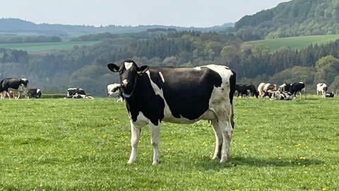 Die Kühe des Vulkaneifelhofes in Manderscheid grasen auf der Weide. (Foto: SWR, Jutta Horn)