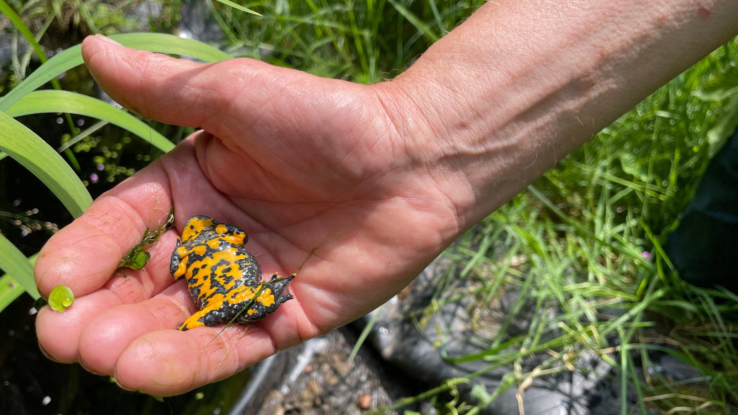 Gelbbauchunken gehören zu den gefährdeten Arten. Seit Jahren kümmern sich Umweltschützer um die Unken im Kondelwald im Landkreis Bernkastel-Wittlich. (Foto: SWR, Christian Altmayer)