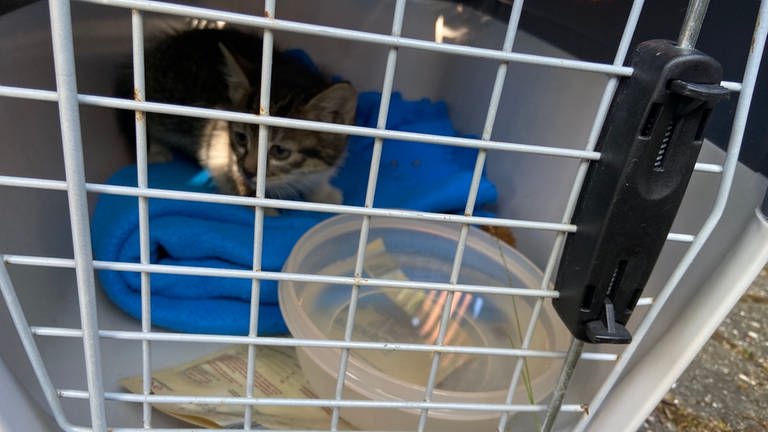 Baby-Katze aus Motorraum eines Autos gerettet