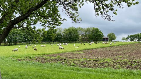 Die Schafe auf dem Hofgut haben genügend Auslauf. (Foto: SWR)