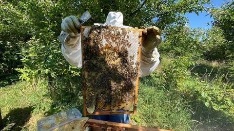Die Trierer Imkerin Nicole Hennecke prüft, wie viel Honig ihre Bienen schon produziert haben, bevor sie ein weiteres Stockwerk auf die Beute der Bienen setzt.