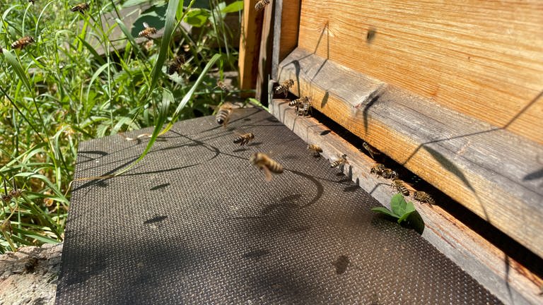 Sobald es warm genug ist und nicht regnet, schwärmen die Bienen aus. Mitte Juni ist bei dieser trockenen Witterung viel Betrieb am Eingang der Bienenstöcke. (Foto: SWR, Lara Bousch)