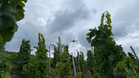 Eine Drohne im Weinberg von Bernkastel-Kues.