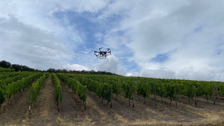 Eine Drohne im Weinberg von Bernkastel-Kues. (Foto: SWR)
