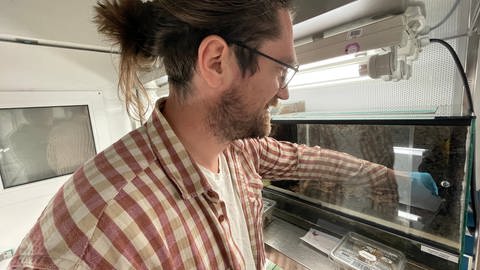 Der Trierer Amphibienforscher Philipp Böning kümmert sich in der Klimakammer um die Feuersalamander.  (Foto: SWR, Christian Altmayer )