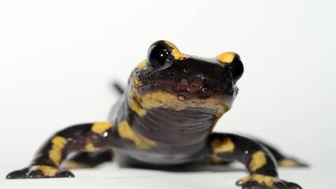 Der Pilz frisst Löcher in die Haut der Salamander. Infizierte Tiere haben keine Überlebenschance.  (Foto: picture-alliance / Reportdienste, Picture Alliance)