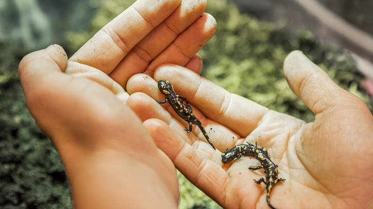 Trierer Forscher ziehen Feuersalamander groß. Denn in der Natur können sie wegen eines tödlichen Pilzes kaum noch überleben.  (Foto: picture-alliance / Reportdienste, Picture Alliance)