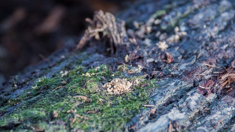Verschiedene Kernkäferarten bohren sich durch das Holz und hinterlassen Löcher. Anhand dieser Ablagerungen auf der Oberfläche kann man einen Käferbefall nachweisen. (Foto: SWR)