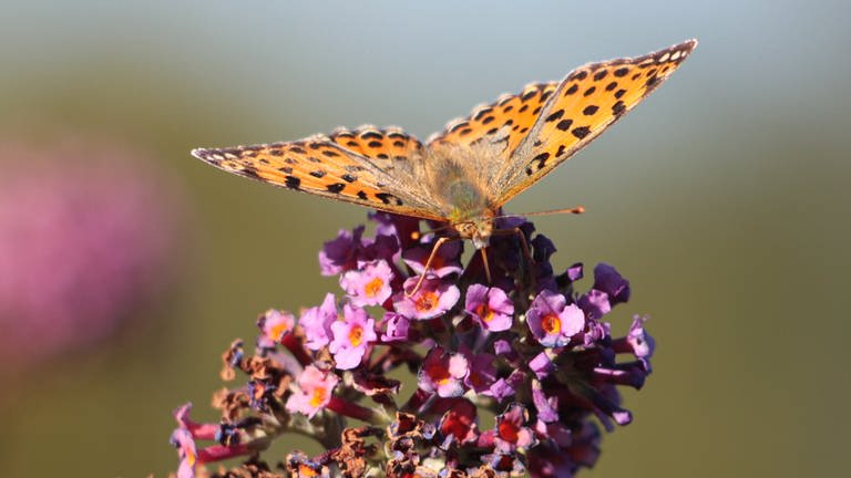 Sommer in der Region Trier: Schmellerlingsflieder mit Schmetterling (Foto: SWR, Antje Neufing)
