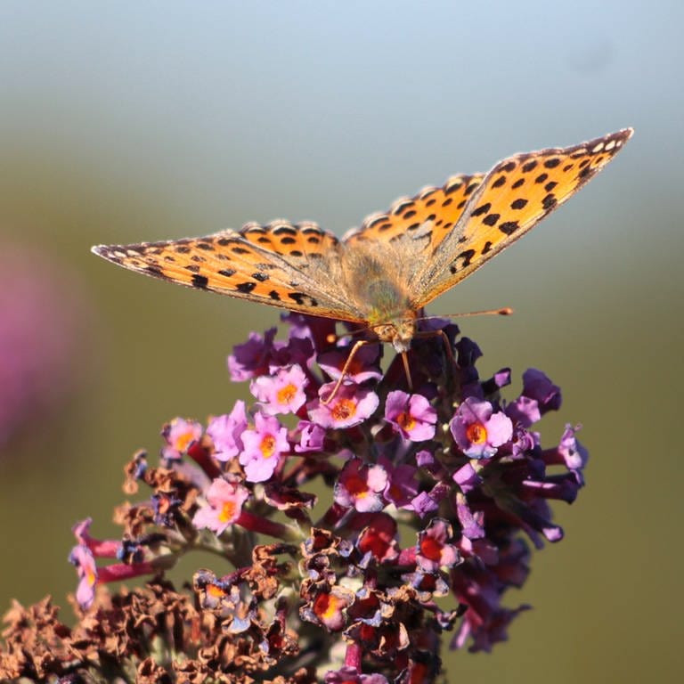 Sommer in der Region Trier: Schmellerlingsflieder mit Schmetterling (Foto: SWR, Antje Neufing)