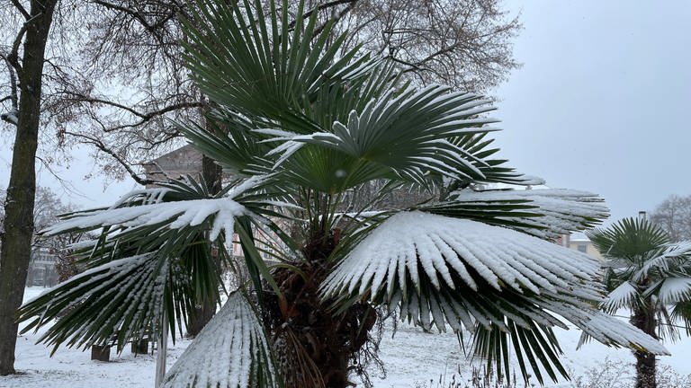 Schnee liegt auf einer Palme im Trierer Palastgarten.
