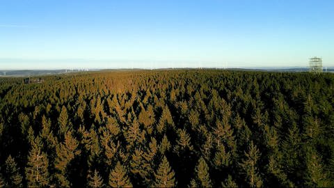 So grün und gesund sieht kaum noch ein Fichtenwald in Rheinland-Pfalz aus. Bei Prüm trotzen die Bäume bislang noch dem Borkenkäfer.