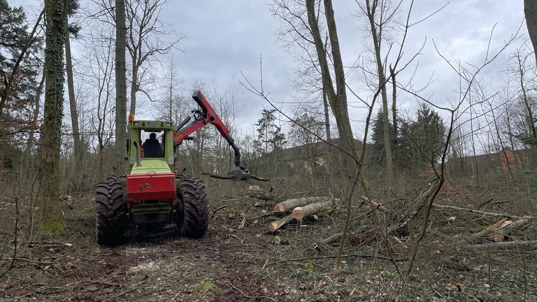 Baumfällarbeiten im Wald auf dem Petrisberg Trier
