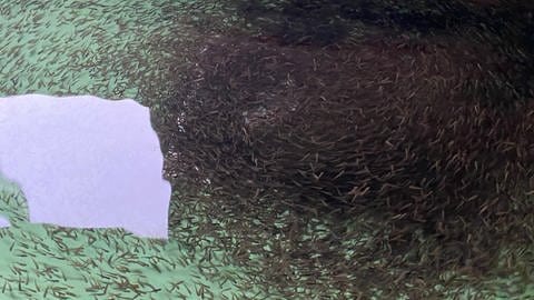 Bachforellen mögen es kuschlig: 5.000 bis 8.000 Tiere schwimmen hier agil in dem Becken, das bloß 40 mal 40 Zentimeter groß ist. (Foto: SWR, Anna-Carina Blessmann)