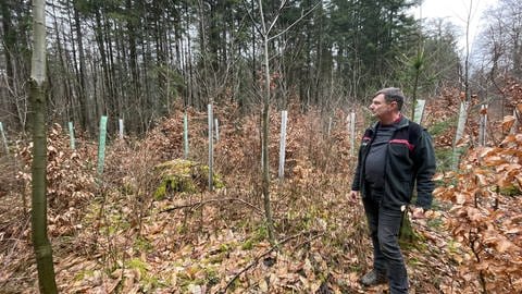 Burkhard Pickan hat dafür gesorgt, dass in Wolsfeld Esskastanien und Eichen wachsen. Die Plastikhüllen schützen die jungen Bäume vor Wild.  (Foto: SWR, Christian Altmayer )