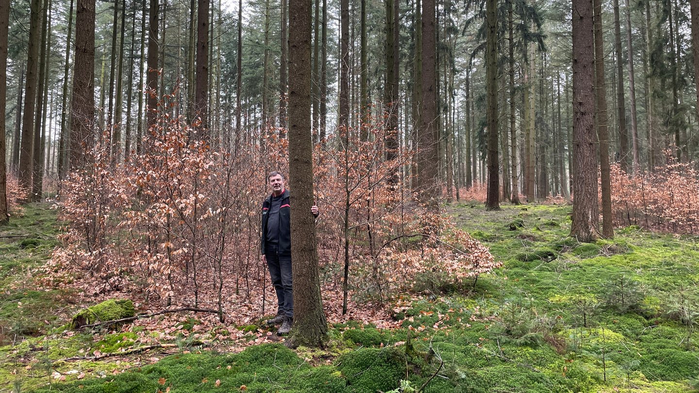 Burkhard Pickan freut sich darüber, dass zwischen den Douglasien in Wolsfeld mittlerweile ein Mischwald heranwächst. (Foto: SWR, Christian Altmayer)