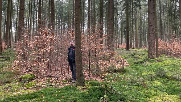 Burkhard Pickan freut sich darüber, dass zwischen den Douglasien in Wolsfeld mittlerweile ein Mischwald heranwächst.  (Foto: SWR, Christian Altmayer )