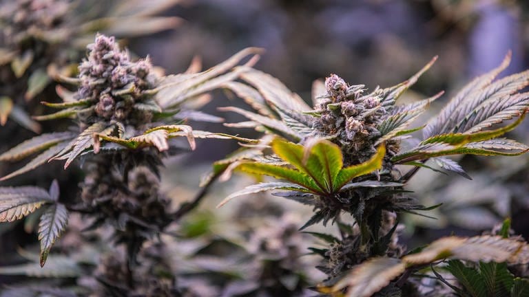 Cannabis-Legalisierung: Eine Cannabis Pflanze, wie sie bald jeder Erwachsene anbauen darf.