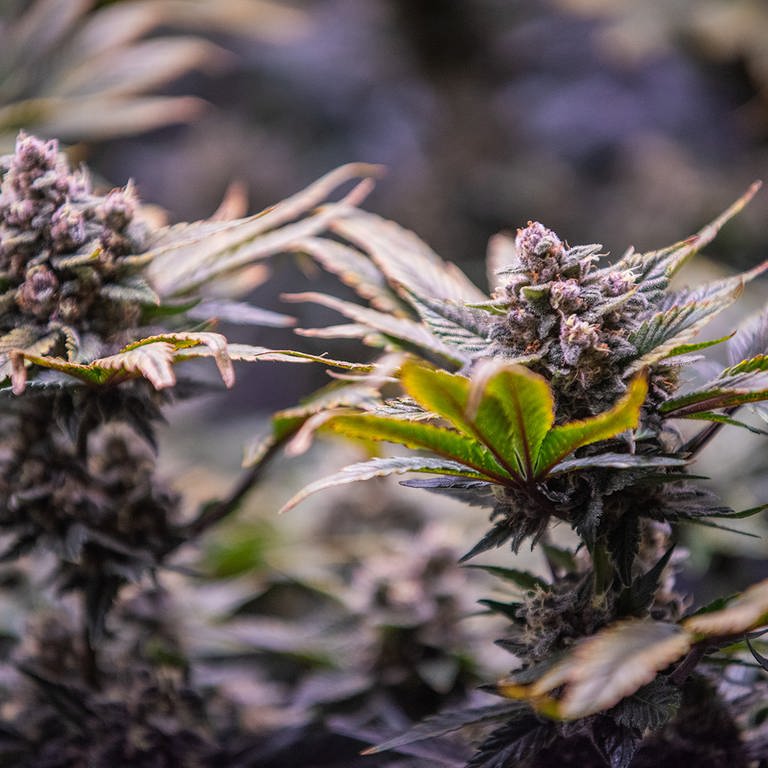 Cannabis-Legalisierung: Eine Cannabis Pflanze, wie sie bald jeder Erwachsene anbauen darf. (Foto: SWR)