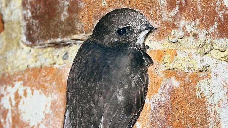 Mauersegler wohnen am Liebsten am höchsten Punkt eines Hauses. Die Vögel gehören zu den Arten, die bei einer Haussanierung geschützt werden müssen. 