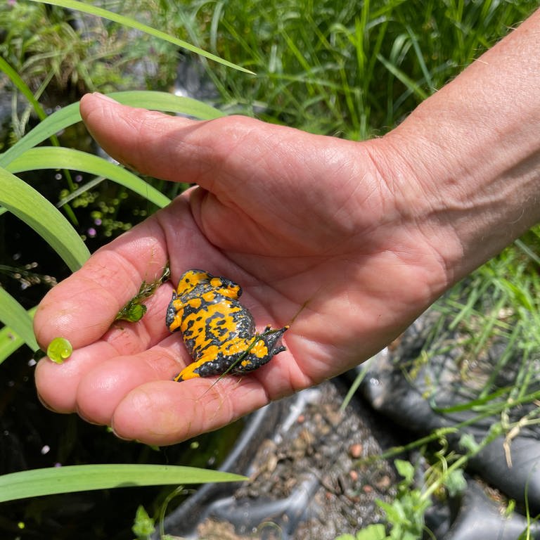 Gelbbauchunken gehören zu den gefährdeten Arten. Seit Jahren kümmern sich Umweltschützer um die Unken im Kondelwald im Landkreis Bernkastel-Wittlich.
