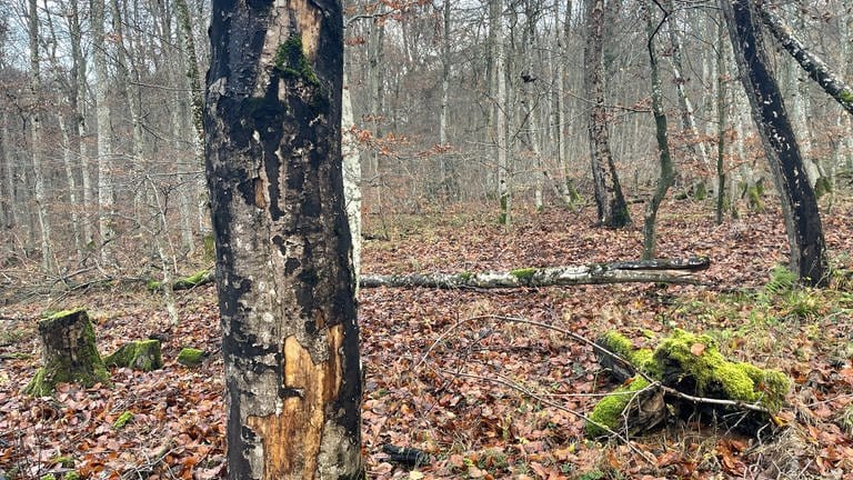 Überall schwarze Ahornbäume: Die Ausbreitung des Rußrindenpilzes macht Förster Alois Meyer Sorgen. 